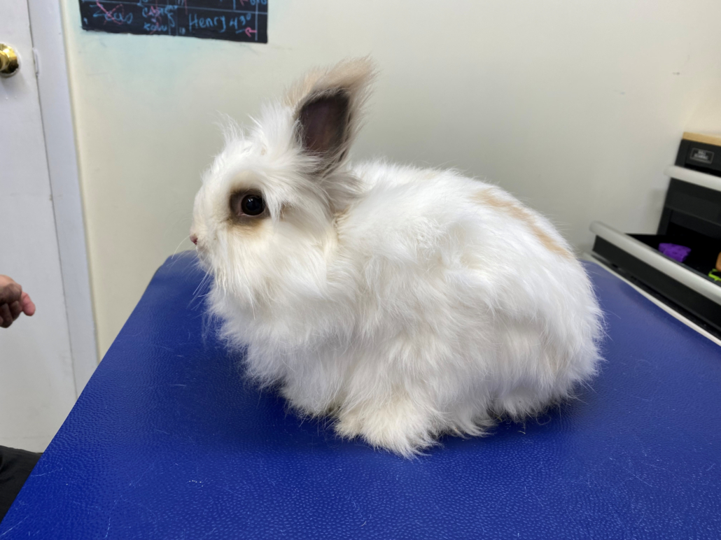 Rabbit Certification Program Pawsitiveed Rabbit Certification Program Pawsitiveed