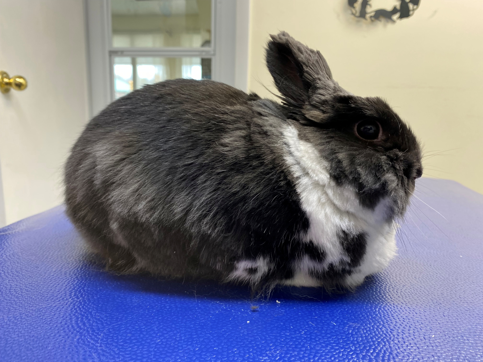 Rabbit Certification Program Pawsitiveed Rabbit Certification Program Pawsitiveed