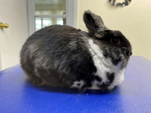 Longhaired rabbit in scissor trim