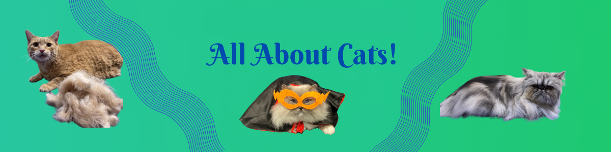 All About Cats!